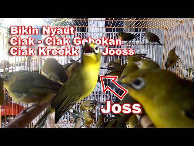 Ciak Ciak Gebokan dan Ciak Krek Joss Pemancing Birahi Kecial Kuning Lombok