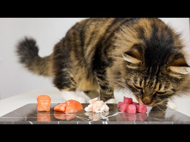 Cat eats raw salmon sashimi, tuna and shrimp (ASMR) - Кот ест сашими