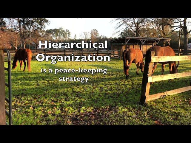 How Horses Navigate Tight Spaces