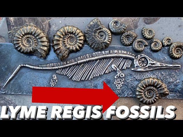 Professional Fossil Hunter’s Luck At Lyme Regis.