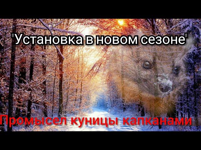 Промысел куницы капканами сезон 2019-2020!