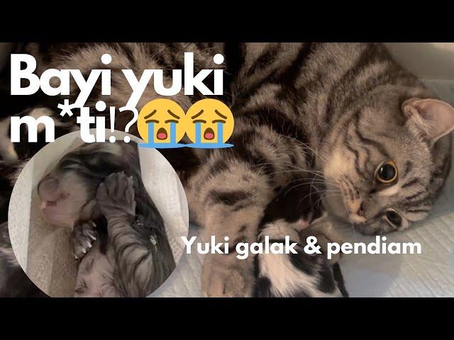 Anak yuki m*ti pas lahiran, yuki jadi sensitif, galak dan pendiam