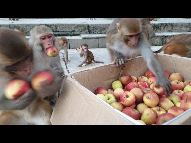 Monkey eat one box apple