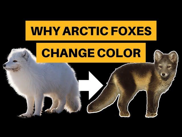 Why Arctic Foxes Change Color [+ How They Do It]