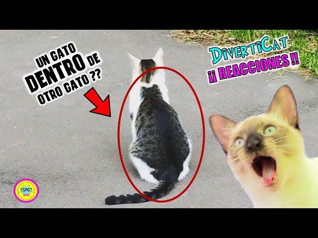 Estos GATOS  son reales? Reaccionando a FOTOS de gatos con MANCHAS RARAS!! /Adry y sus DivertiCAts