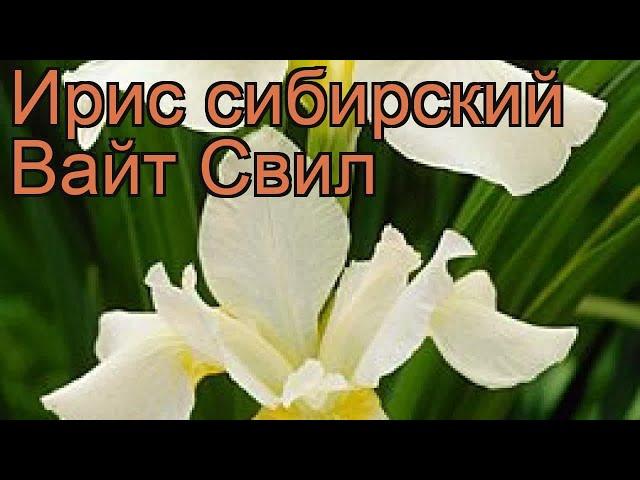 Ирис сибирский Вайт Свил (iris sibirica)  ирис Вайт Свил обзор: как сажать саженцы ириса Вайт Свил