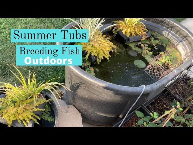 Summer Tubs! Breeding fish outdoors