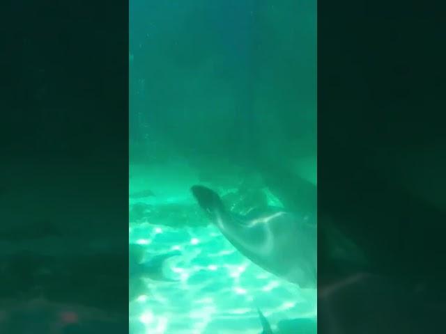 #aquarium #fish #sea #stingray