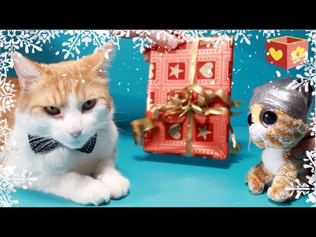 Cute cat part five 5 | Pet Christmas presents | Bellboxes Simba aww |  Funny friendly animals