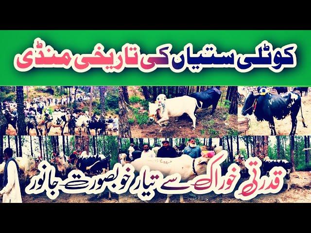 kotli sattian mandi  part 2| qurbani 2021 |Eid 2021 | Kotli sattian 2021| mateen vlogs