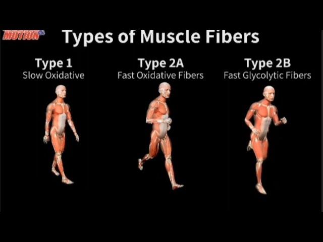 Different muscle fiber type for best workout