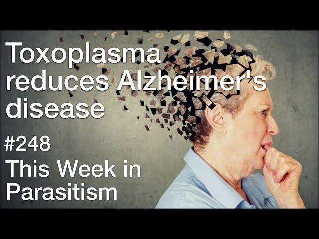 TWiP 248: Toxoplasma reduces Alzheimer's disease