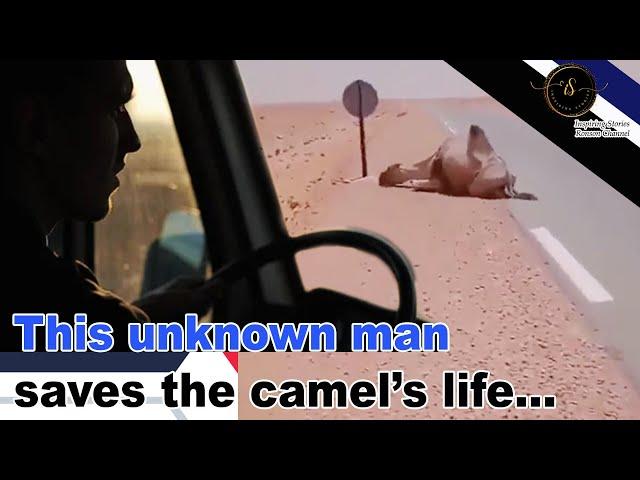 This unknown man saves the camel's life!