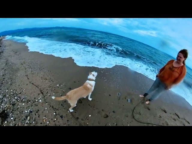 Miffy und Charly - ein Hundeleben in Griechenland der Hund und das Meer ️4k Video