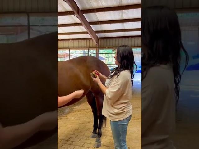 Beginner Vs Experienced Horse Owners!  #shorts #animals