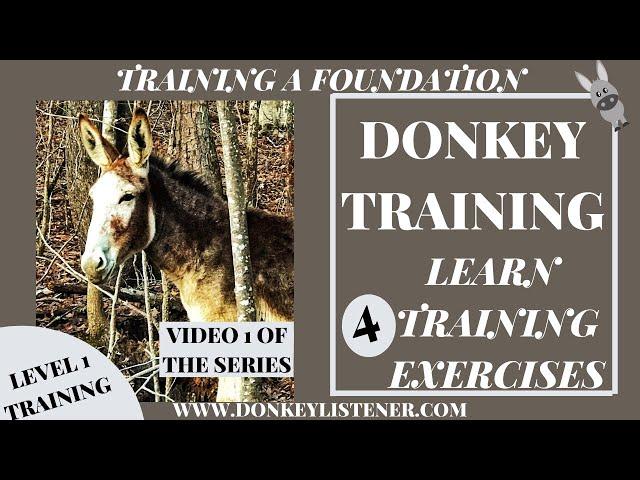 Donkey Training Videos {Learn 4 Exercises I always use} Level 1 Training a Donkey Foundation Video 1