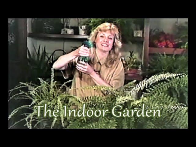 All About Indoor Fern Care for the Indoors