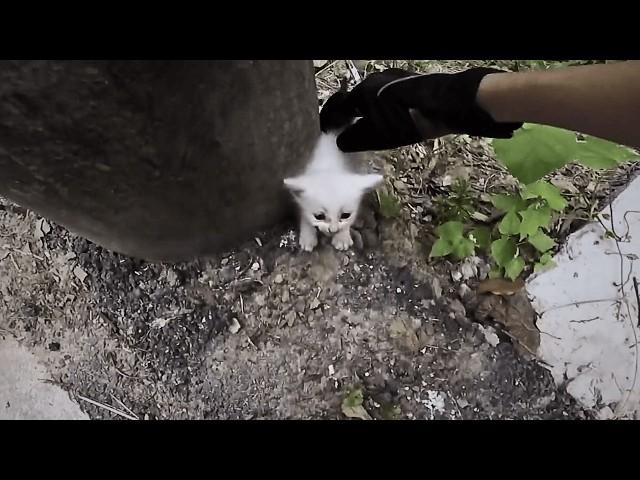 Two homeless kittens used all their strength to stop a cyclist, just for a place to call home