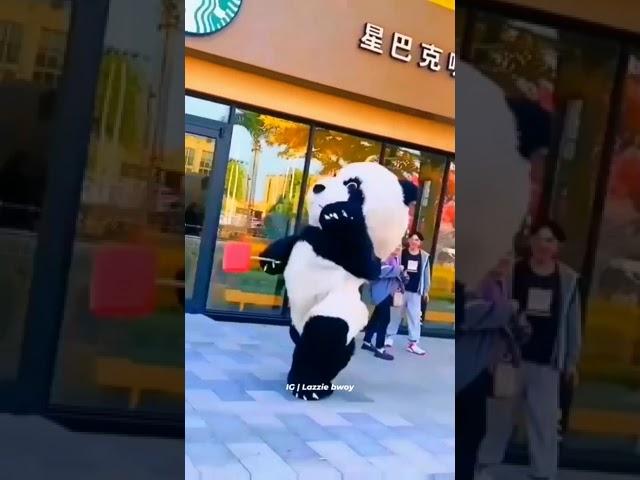 panda running cute moments/#shorts