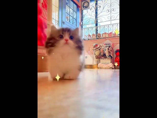 Cute and Funny Cat Compilation #shorts