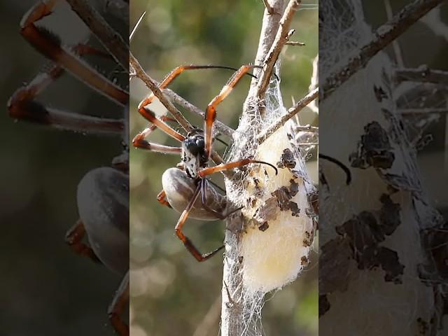 Giant spider egg sac #shorts #shortsfeed #shortsvideo