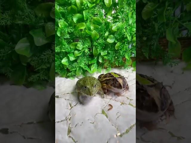 Wait for it!!  #frog #fight #animals #nature #foryou #shorts #beautiful #viral