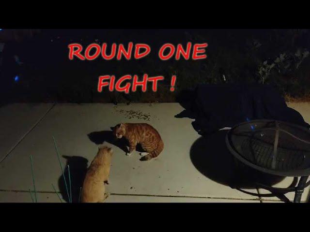 Street Fighter Cats "Ken VS E. Honda"