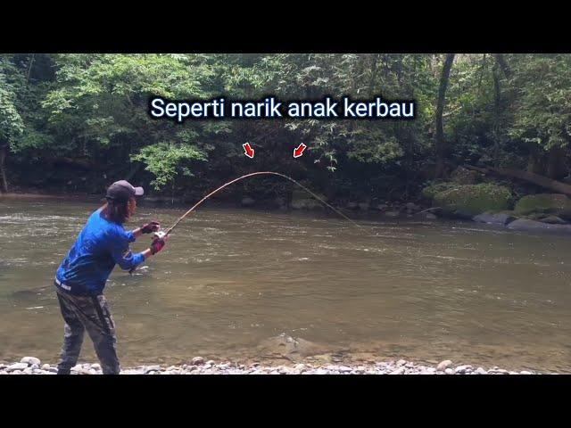 Detik-detik !!! Strike mahseer Segede bayi saat mancing di sungai yang keruh