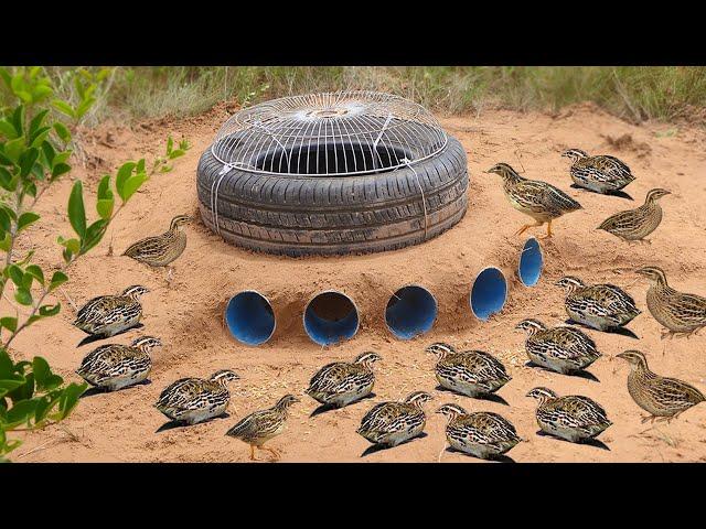 Easy Quail Trap - Build Underground Quail Trap​​ Using Pipe 5PVC Car Wheel & Electric fan #bird trap