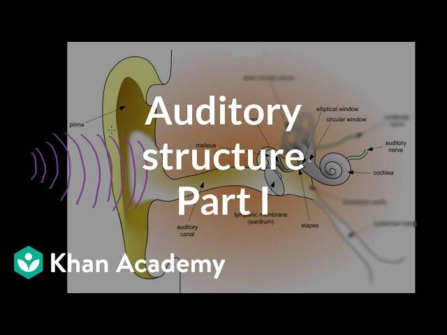 Auditory structure - part 1 | Processing the Environment | MCAT | Khan Academy