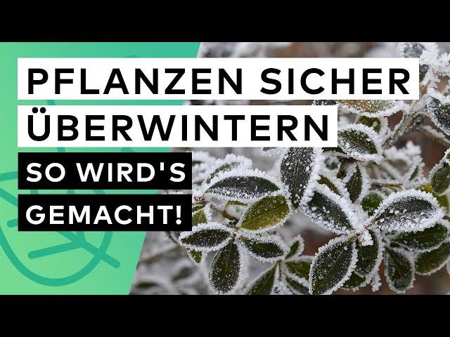 Pflanzen richtig überwintern ️ So bringst du deine Gartenpflanzen sicher durch den Winter