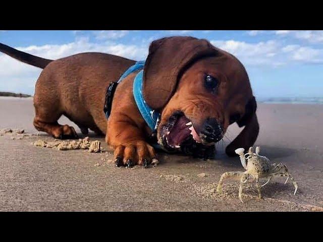 Funniest & Cutest Dachshund Puppies #3