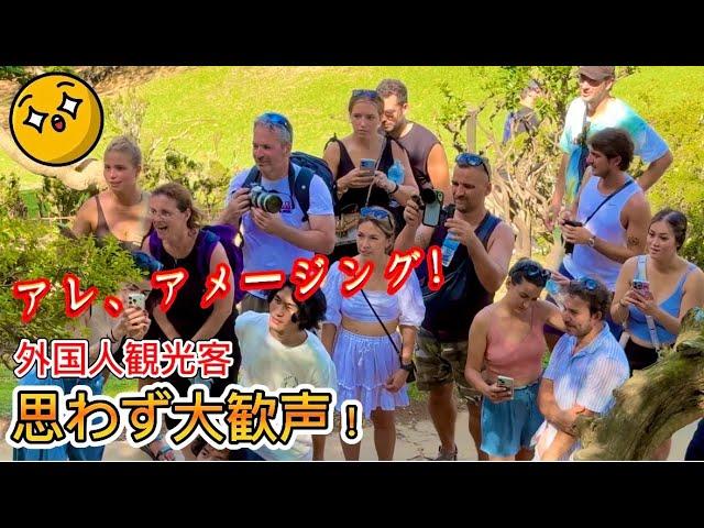 Amazing! Foreign tourists couldn't help but let out loud cheers! Arashiyama, Kyoto, Japan.