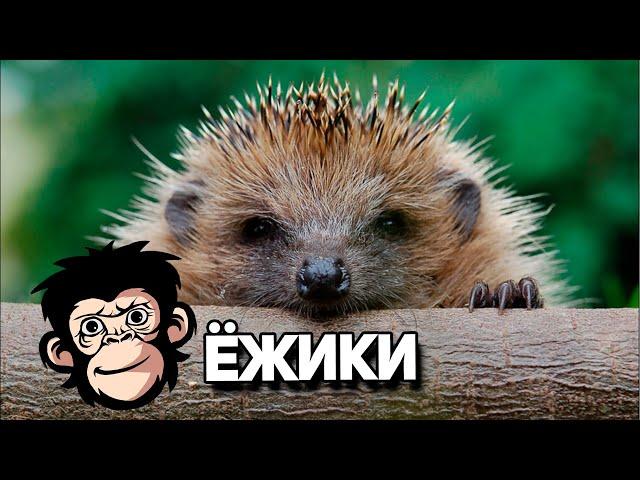 Ёжики - 10 интересных фактов!