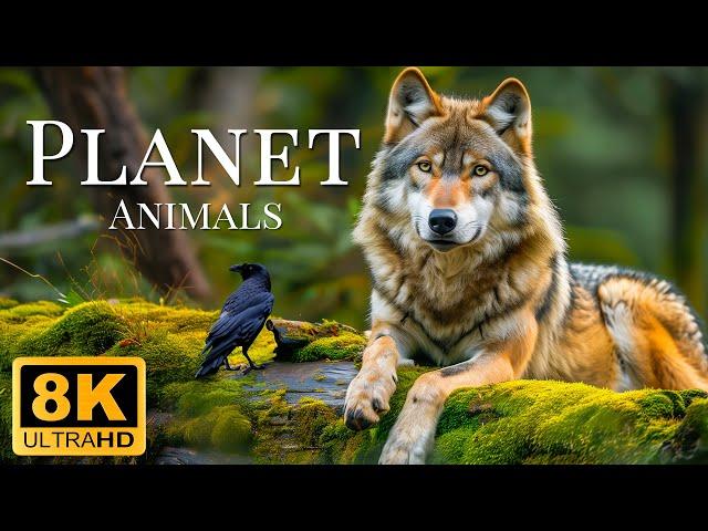 Plannet Animals 8K ULTRA HD - Wild Animals of Rainforest With Calming Music
