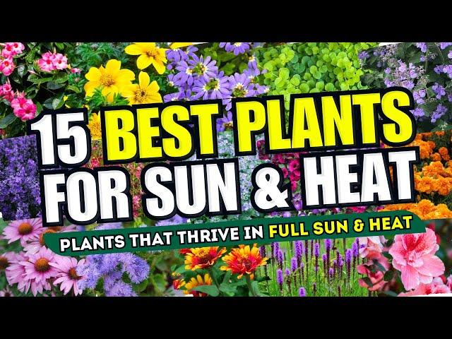  SUN & HEAT WARRIORS! 15 Best Plants That Thrive in Full Sun & Scorching Heat 