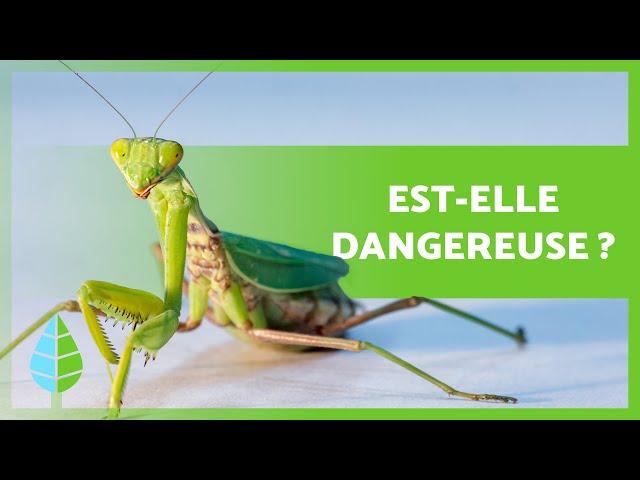 CURIOSITÉS sur la MANTE RELIGIEUSE  est-elle DANGEREUSE ? Est-ce qu'elle mange le mâle ? ️