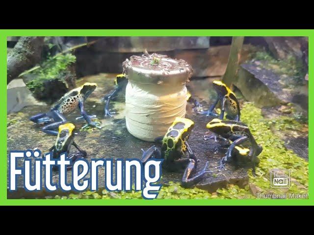 Dendrobaten Richtig Füttern für Anfänger (Mit Vitamine) -Pfeilgiftfrosch-Dartfrog-