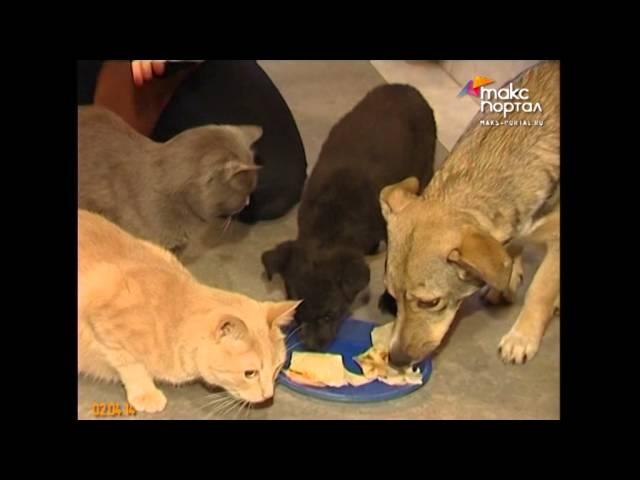 Жительница Адлера организовала приют бездомных животных "на дому"