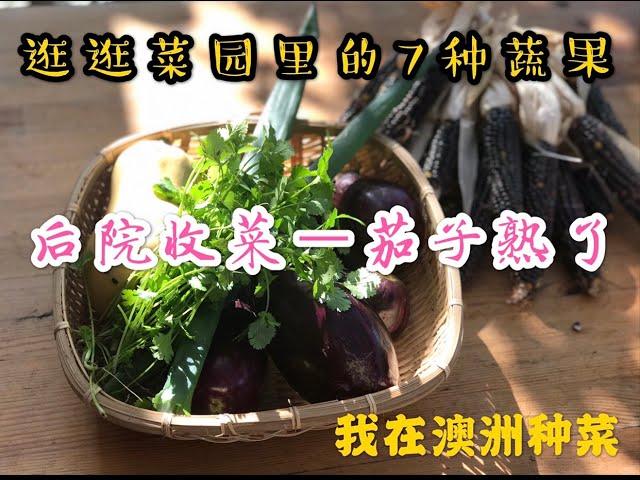 【菜园子2】 在后院摘茄子，逛逛我菜园里的7种蔬果 | 我在澳洲种菜 | 袭小厨的菜园子