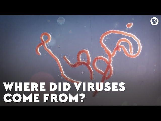 Where Did Viruses Come From?