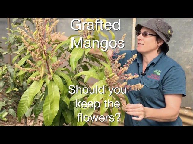 Grafted Mango Fruit Tree Advice: Should I cut off the flowers in Spring?