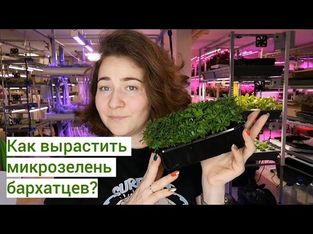 Как вырастить #микрозелень бархатцев? Рассказываем подробно #ситиферма #ильинскиепроростки