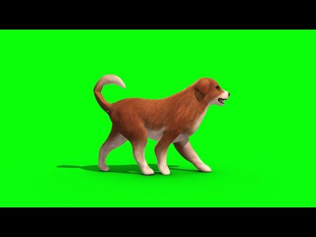 Green Screen Brown Big Dog Bark Walk Snif - Footage PixelBoom