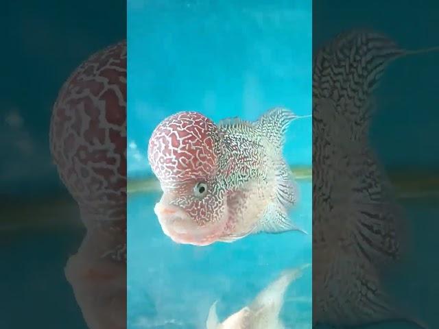 Beautiful eyes #shortvideo #please_subscribe #flowerhorn