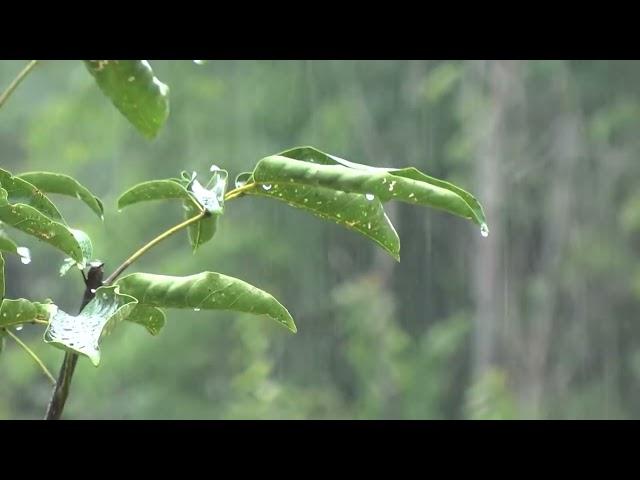 Som de Chuva para Dormir e relaxar  Ruído Branco Ajuda a Dormir Bem  ASMR