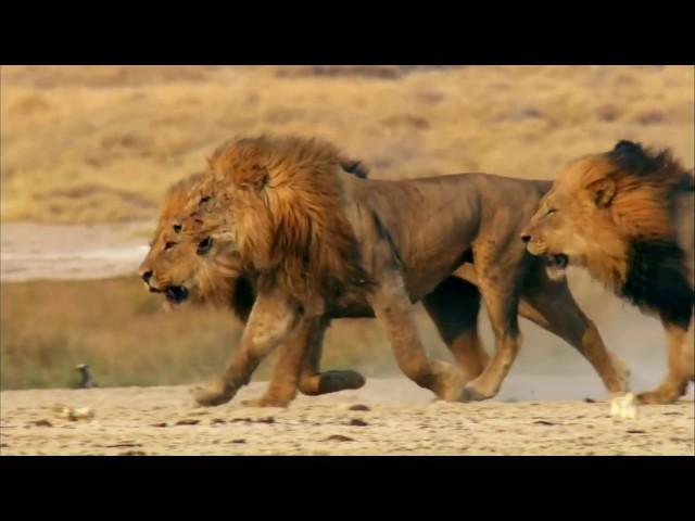 male lions of mapogos & notch boys