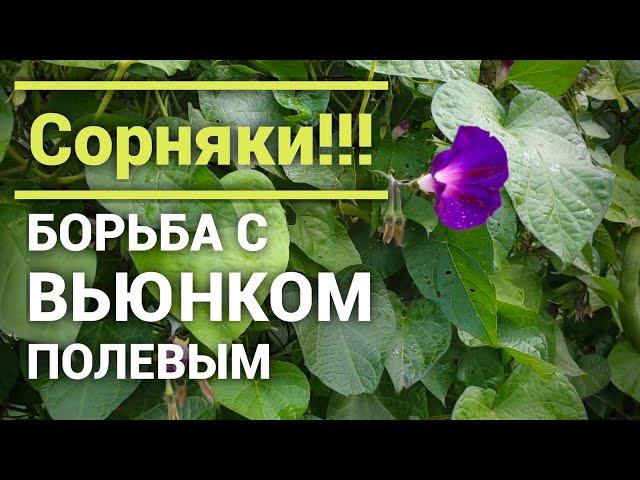 Сорняк паразит. Вьюнок Полевой. Как избавиться в огороде.