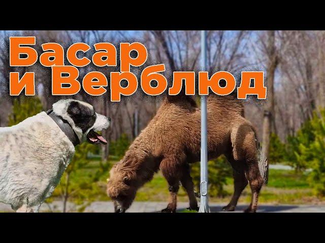 Басар и верблюды. Весенняя прогулка в парке.