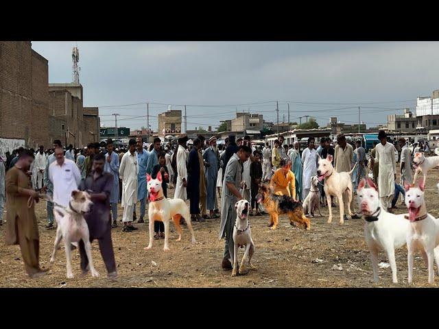 Pakistan ki Sab Say Mashoor Kohat Dog Mandi Latest update | part 6 | Pk Animals vlog